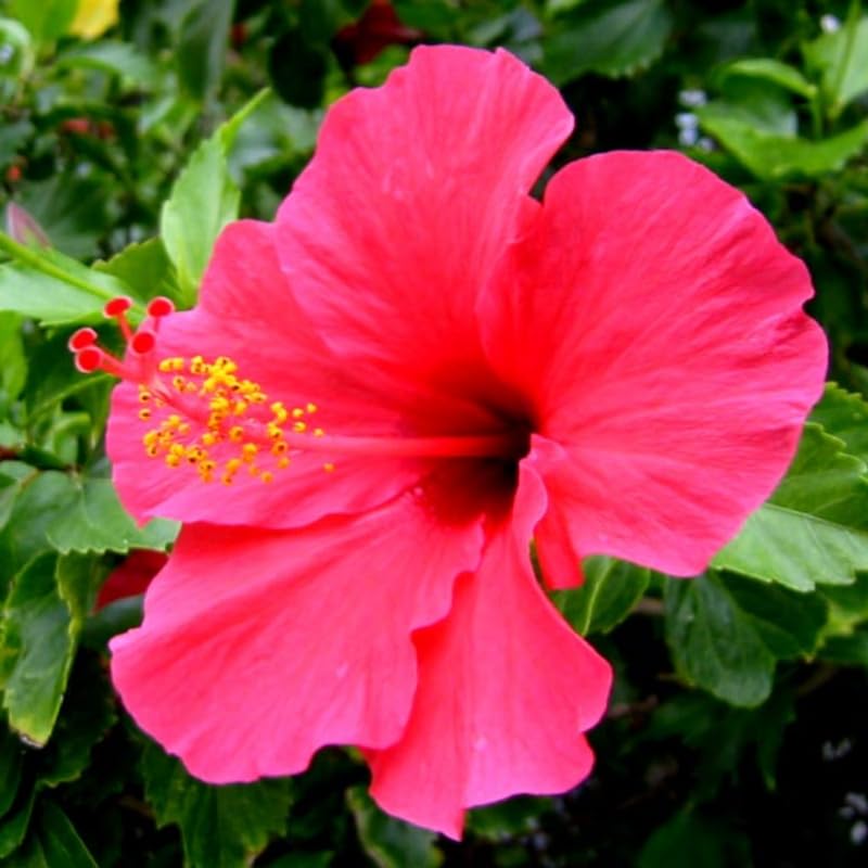 Pink Hibiscus Plant Live, Hardy Hibiscus Flowers Colorful Blooms for Outdoor Landscapes, 8-10 Inch Height, Hibiscus Shrubs, No Pot, Well-Rooted