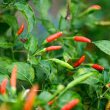 100 Bird Chili Pepper Seeds, Thai Hot Pepper Seeds for Planting Garden, Containers, and Indoor Growing