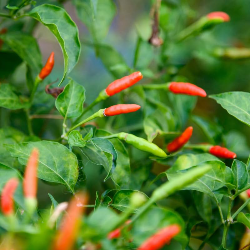 100 Bird Chili Pepper Seeds, Thai Hot Pepper Seeds for Planting Garden, Containers, and Indoor Growing