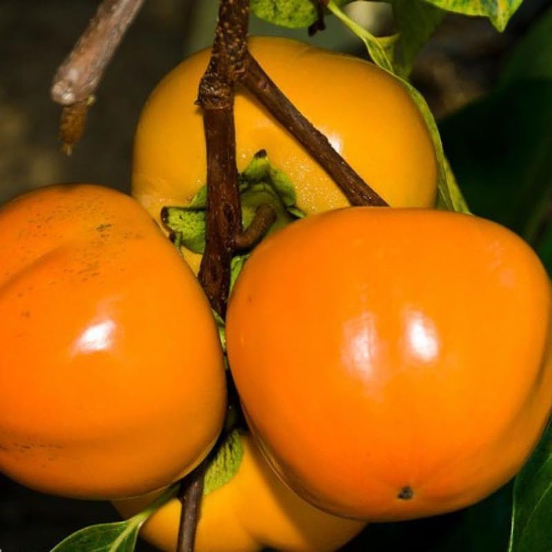 Potted Persimmon Fruit Trees Live Plants, 6 to 12 Inches Tall, Cold Hardy, American Persimmon Tree