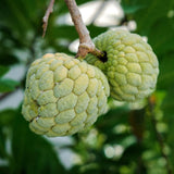 1 Pot Sugar Apple Tree Live Plant 5-10 Inch Tall, Sweet Sugar Apple Plant Live, Annona Squamosa Sugar Apple Fruit Tree