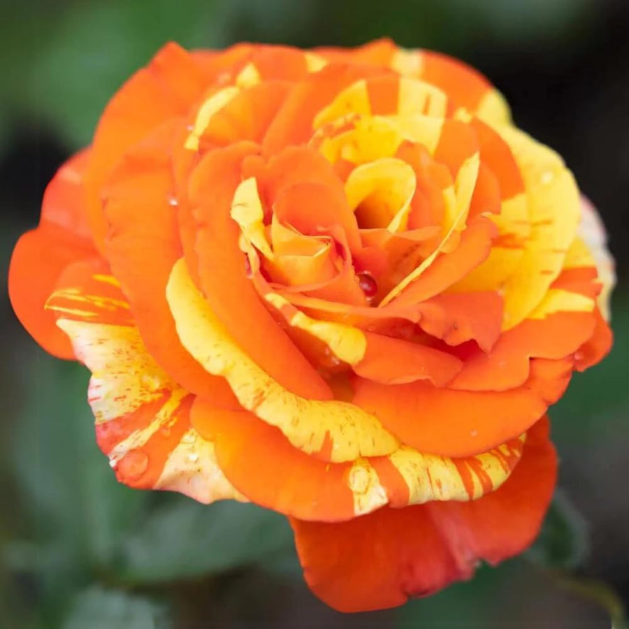 Rose Bush Live Plant - Rose Plant Live Shrub - Bareroot with Soil 5-10 Inch Tall - Fragrant Rose Flowers Heirloom Rose Shrub - No Pot (Rare Orange Rose)