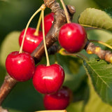 Compact Stella Cherry Tree Live Plant for Planting, Sweet Cherry Plant Live Fruit Tree 3 Feet Tall, Red Cherry Tree Plant, No Shipping to CA