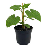 Live Cucumber Vegetable Plant, Green Cucumber Plant Live, 6-8 Inches Tall in 4 Inch Pot, Well-Rooted Vegetable Starter for Outdoor Growing