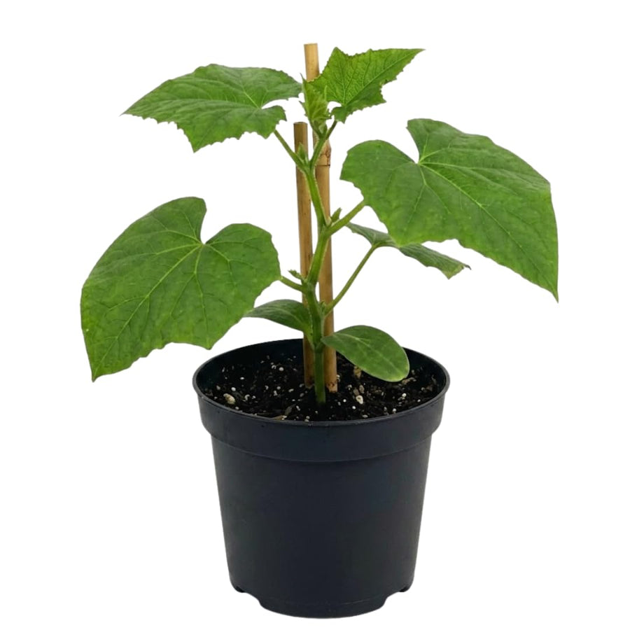 Live Cucumber Vegetable Plant, Green Cucumber Plant Live, 6-8 Inches Tall in 4 Inch Pot, Well-Rooted Vegetable Starter for Outdoor Growing