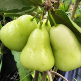 Green Wax Apple Live Fruit Tree, 3-4 Feet Tall Tropical Apple Tree Live Plant Ready to Grow