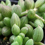 String of Watermelon Live Plant, Trailing Succulent Plants in 2 Inch Pot, String of Watermelon Plant, Easy Indoor Houseplant for Hanging Pots, Indoor Garden