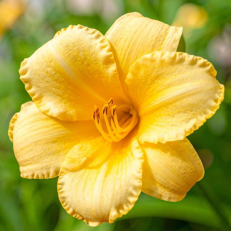 3 Yellow Daylily Bulbs for Planting, Reblooming Daylilies Roots, Hardy Perennial Flowers Bulbs, Gardens and Borders Planting