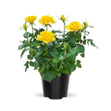 Mini Rose Bush, Miniature Rose Flowers in 3'' Pot, Compact Flowering Rose for Indoor Outdoor Gardens and Containers (Yellow Roses)