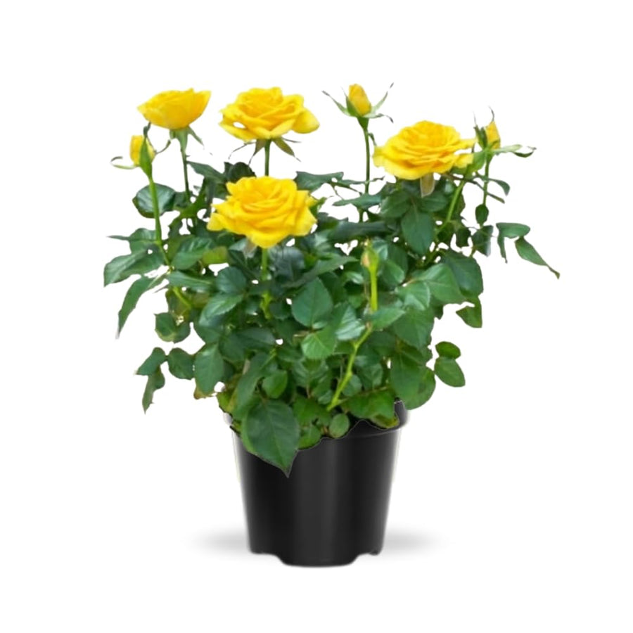 Mini Rose Bush, Miniature Rose Flowers in 3'' Pot, Compact Flowering Rose for Indoor Outdoor Gardens and Containers (Yellow Roses)