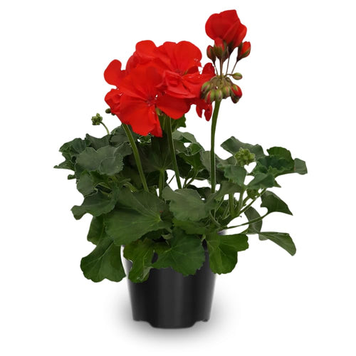 Red Geranium Plants Live, 2 Plants, Geranium Flower Plants, Size Plant 4 Inches