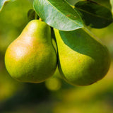 Pear Tree Live Plant 2-3 Feet Tall, Bareroot, Pear Fruit Tree Plant Live, Pear Plant Live for Planting, Live Pear Tree Ready to Grow