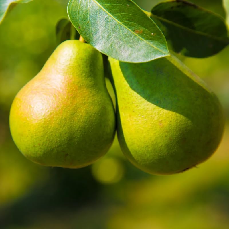 Pear Tree Live Plant 2-3 Feet Tall, Bareroot, Pear Fruit Tree Plant Live, Pear Plant Live for Planting, Live Pear Tree Ready to Grow
