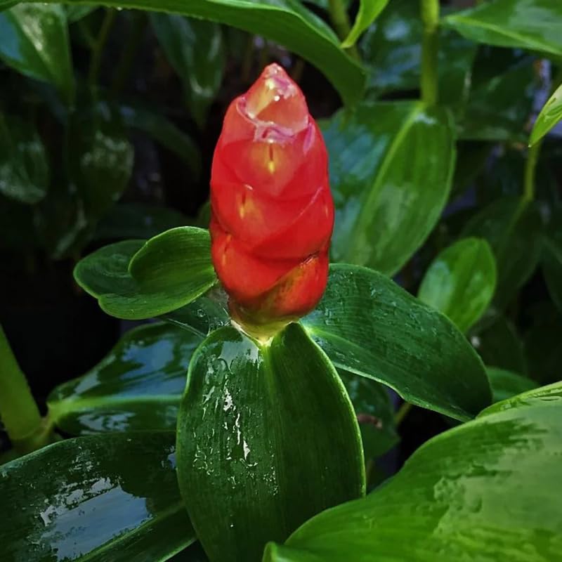 2 French Ginger Plants Live for Planting, Tropical Flowering Plant for Garden or Patio, Hardy Ginger Plant No Pot, 5-9" Height