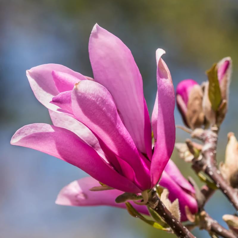 2 Ann Magnolia Trees Live Plants, 6-12 Inc Tall, in Pot, Fragrant Magnolia Plant Live for Planting Indoor Outdoor, Beautiful Magnolia Flowers Tree, Bright Red Purple Magnolia Flowers