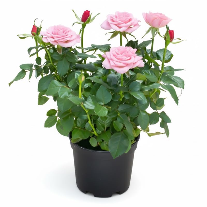Light Pink Mini Rose Plant Live, Miniature Rose Bush in 3" Pot, Indoor Outdoor Flowering Plant, Compact Live Rose for Gifts and Gardens