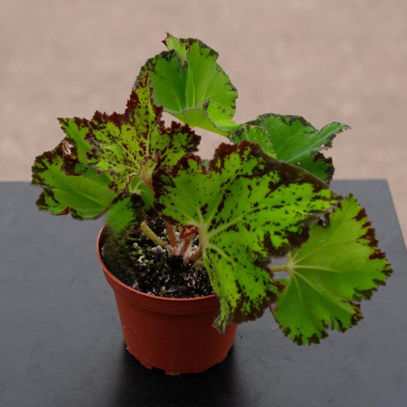 Set 3 Begonias Live Plants,Green Begonia, No Pot, Starter 4 to 8 Inc Tall, Indoor Outdoor Houseplant