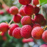 Sweet Heart Lychee Tree Live Plant 10-12 Inch Tall, Sweet Lychee Plant Live, Tropical Litchi Fruit Tree, Half Gallon Pot