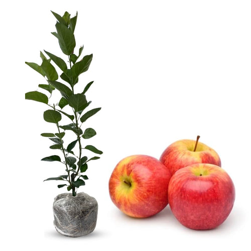 Apple Tree Live Plant, Cold Hardy Apple Fruit Plant Bare Root for Backyard Orchard, 2 to 3 Feet Long