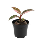 Set of 2 Live Pink Princess Philodendron Plant in 4 Inch Pot, Tropical Indoor Houseplants with Pink Variegated Foliage for Indoor Growing
