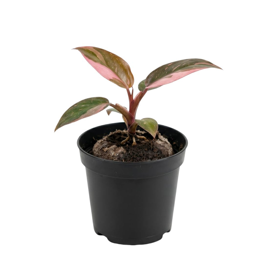 Set of 2 Live Pink Princess Philodendron Plant in 4 Inch Pot, Tropical Indoor Houseplants with Pink Variegated Foliage for Indoor Growing