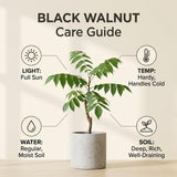 Walnut Tree in Quart Pot for Planting 6-12 Inches, Nut Tree Plants for Outdoor Garden, Ready to Grow, High Yield
