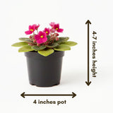 African Violets Live Plants, African Violet Plant Live in 4 Inches Pot, Violets Flowers Houseplant, 4-7 Inches Tall for Home Office Decor (Pink)