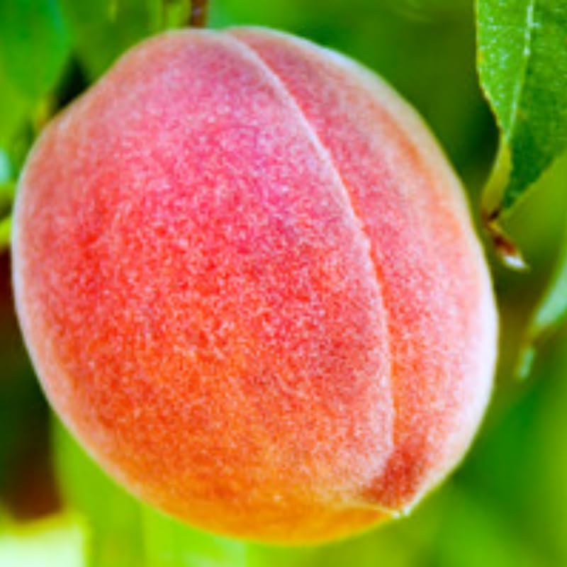 Very Sweet Peach Tree Live Plant, 6"-10" in Tall, Cold Hardy, Gallon Potted for Planting, Dormant, No Leaf in Winter, No CA