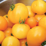 Lot 4 Tomato Plants Live for Planting Outdoors, Large and Juicy Tomatoes, Well Rooted, 6 to 8 Inch - Yellow Tomato