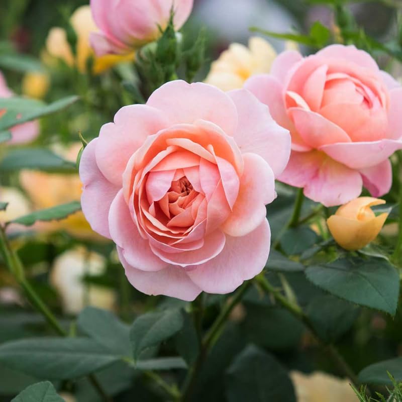 Pink Mini Rose Plant Live, Miniature Rose Bush in 3" Pot, Indoor Outdoor Flowering Plant, Compact Live Rose for Gifts and Gardens
