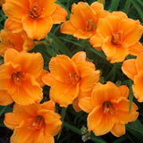 Set 6 Orange Daylily Live Starter Plant, 4-6" Tall, Daylilies Plant, Hardy Flowering Plant for Yard, Garden and Landscaping, Bareroot