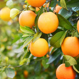 Grafted Sweet Orange Tree Live, 3 to 4 Feet Tall Citrus Fruit Tree for Outdoor Planting