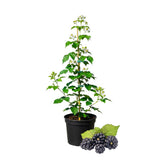 Black Berry Plant, Black Berry Bushes Live Plant, 2 to 3 Feet Vine, Sweet Blackberries Fruit Seedling, Hardy Fruit Bearing Shrubs for Outdoor Planting