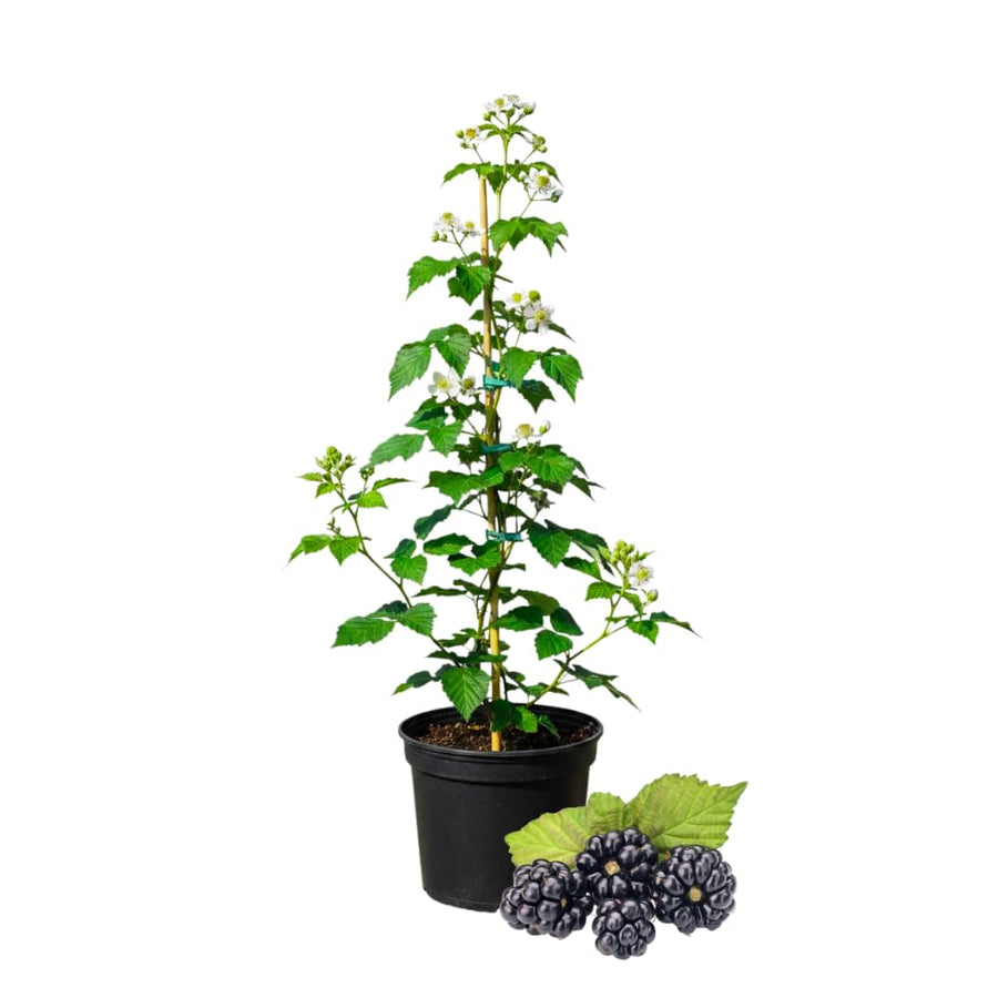 Black Berry Plant, Black Berry Bushes Live Plant, 2 to 3 Feet Vine, Sweet Blackberries Fruit Seedling, Hardy Fruit Bearing Shrubs for Outdoor Planting