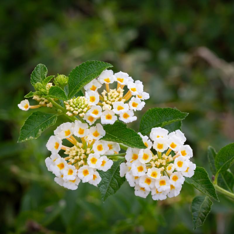 2 Lantana Plants Live, Perennial Live Flowering Lantana, Container Growing 4-9 Inch Tall - White