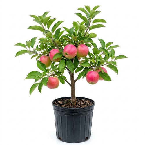 Pink Apple Tree 2–3 Ft Tall, Fruit Apple Tree Plant for Outdoor Garden, Sweet Crisp Apples for Backyard Orchard or Home Garden Growing