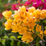 2 Yellow Bougainvillea Plants Live, Perennial Bougainvillea Flowers Vine, Outdoor Garden Planting 5-9 Inches