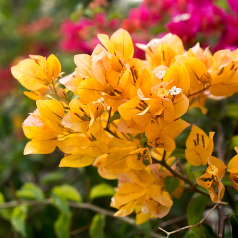 2 Yellow Bougainvillea Plants Live, Perennial Bougainvillea Flowers Vine, Outdoor Garden Planting 5-9 Inches
