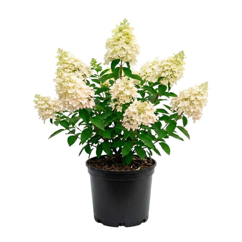 Hydrangea Plant, Hydrangea Tree Live Plant for Planting, 10-12 Inches Tall, Large White Blooms, Hydrangeas for Landscape and Outdoor Garden