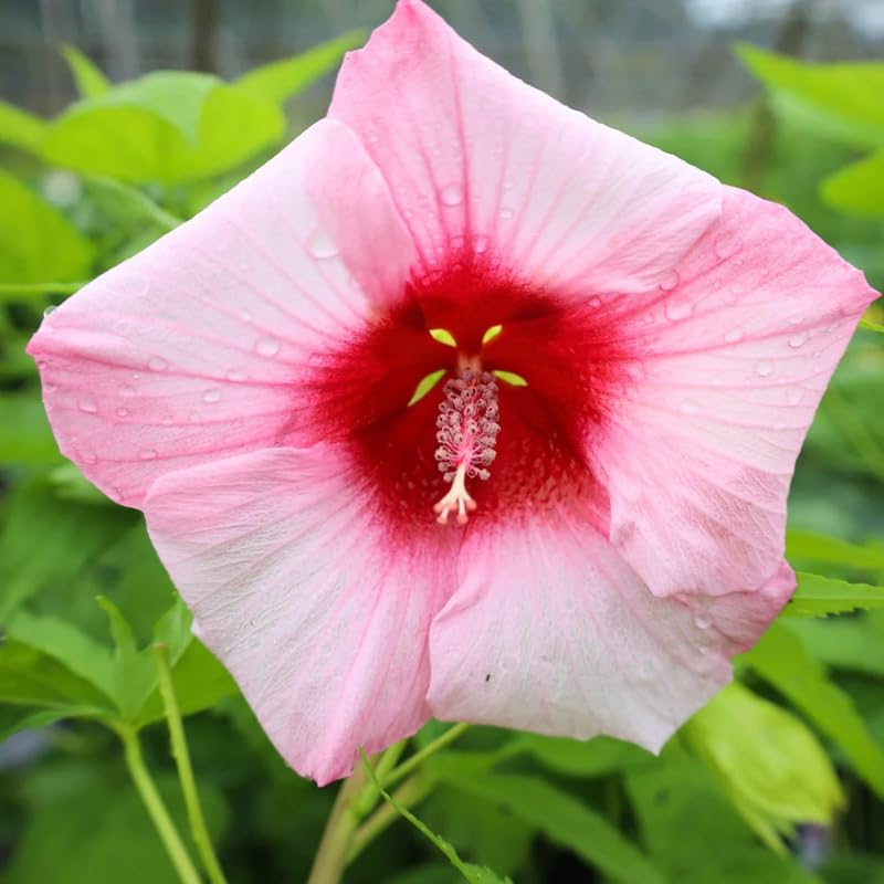 Deep Pink Hibiscus Plant Live, Hardy Hibiscus Flowers for Outdoor Landscapes, 5-9 Inch Height, Ornamental Hibiscus Bush Shrub, Well-Rooted, No Pot