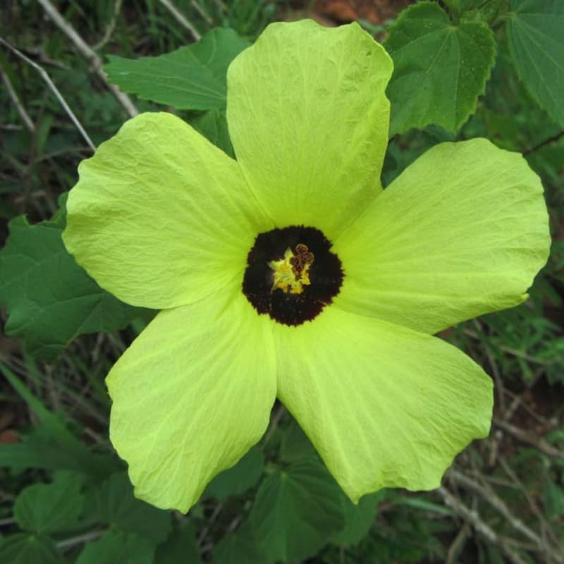 Yellow Cranberry Hibiscus Plants Live, 2 Live Plants, Live Hibiscus Plant Starter Plants from 3 to 5 Inches Tall