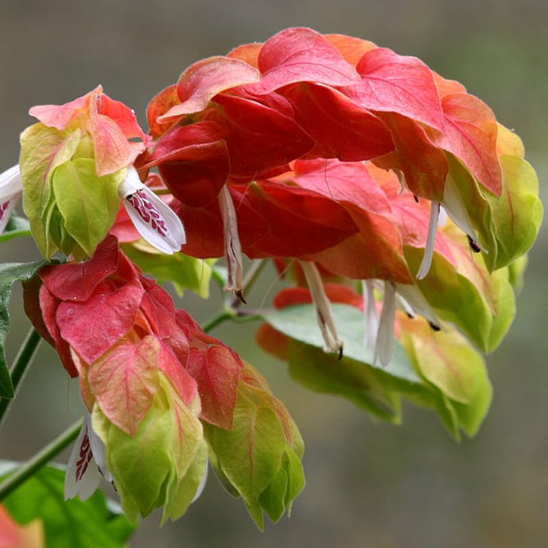 Red Shrimp Plant Live, 4-9" Tall, Tropical Houseplant Well-Rooted