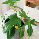 2 Rare Philodendron Live Plants Varieties Collection, Philodendrons Plants Size 5-9 Inc for Indoor Houseplant Décor, Ornamental Tropical Well-Rooted (Green Beauty Philodendron Plants)