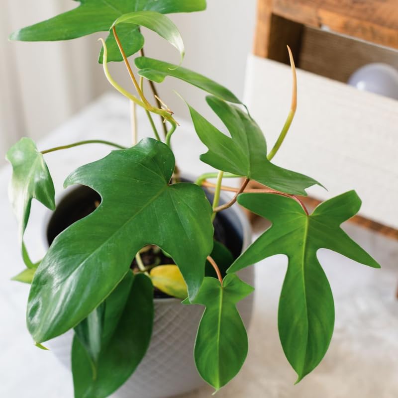 2 Rare Philodendron Live Plants Varieties Collection, Philodendrons Plants Size 5-9 Inc for Indoor Houseplant Décor, Ornamental Tropical Well-Rooted (Green Beauty Philodendron Plants)