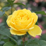 Rose Bush Live Plant - Climbing Rose Plant Live - Bareroot with Soil 7-10 Inch Tall - Fragrant Rose Flowers Heirloom Rose Shrub (Yellow Rose)