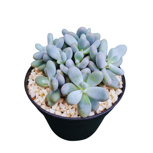 Blue Succulent Plant Live in 2'' Pot, Rare Succulent for Indoor Outdoor Planting, Easy Care Houseplant, 3-4'' Tall