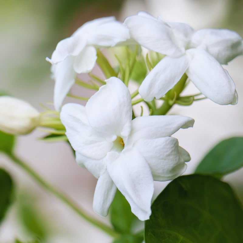2 Jasmine Plants Live, Jasmine Flower Plant, 5 Inc Long, Annual Blooming Climbing Vine (Maid of Orleans Arabian)