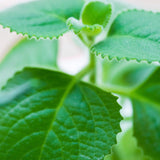 2 Live Cuban Oregano Plant, Oregano Plants Live, Spanish Thyme Vegetable Plants, 3-5 Inch Tall for Outdoor or Indoor Garden