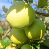 Yellow Apple Tree Live Plant, Sweet Apple Plant Live for Planting, 1.5-2 Feet Height, Live Apple Tree Plant, Sweet Apple Fruit Tree, Bareroot