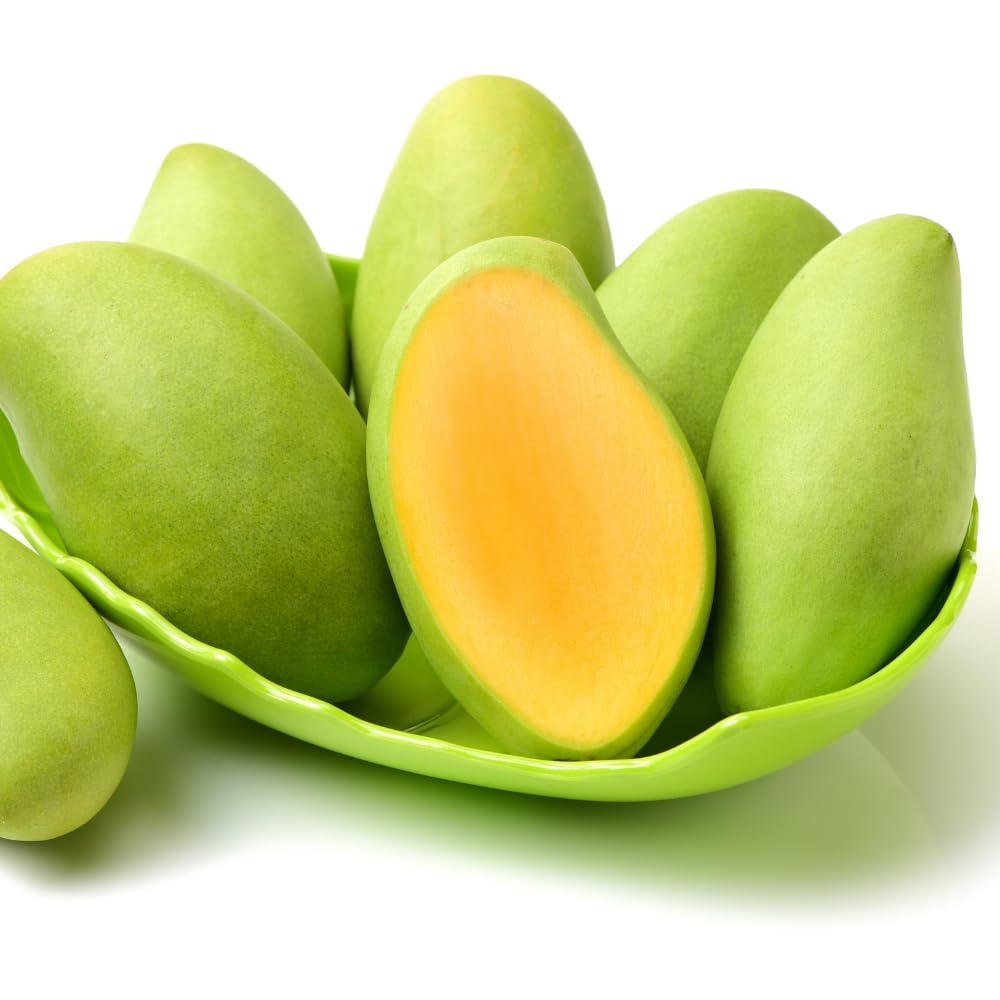 Green Sweet Mango Tree, Mango Plant Live Ready to Plant, 1.5-2 Feet Tall, Edible Tropical Fruit Tree, Garden or Containers Planting